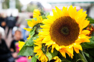 Sonnenblume_Bauernmarkt_Canva